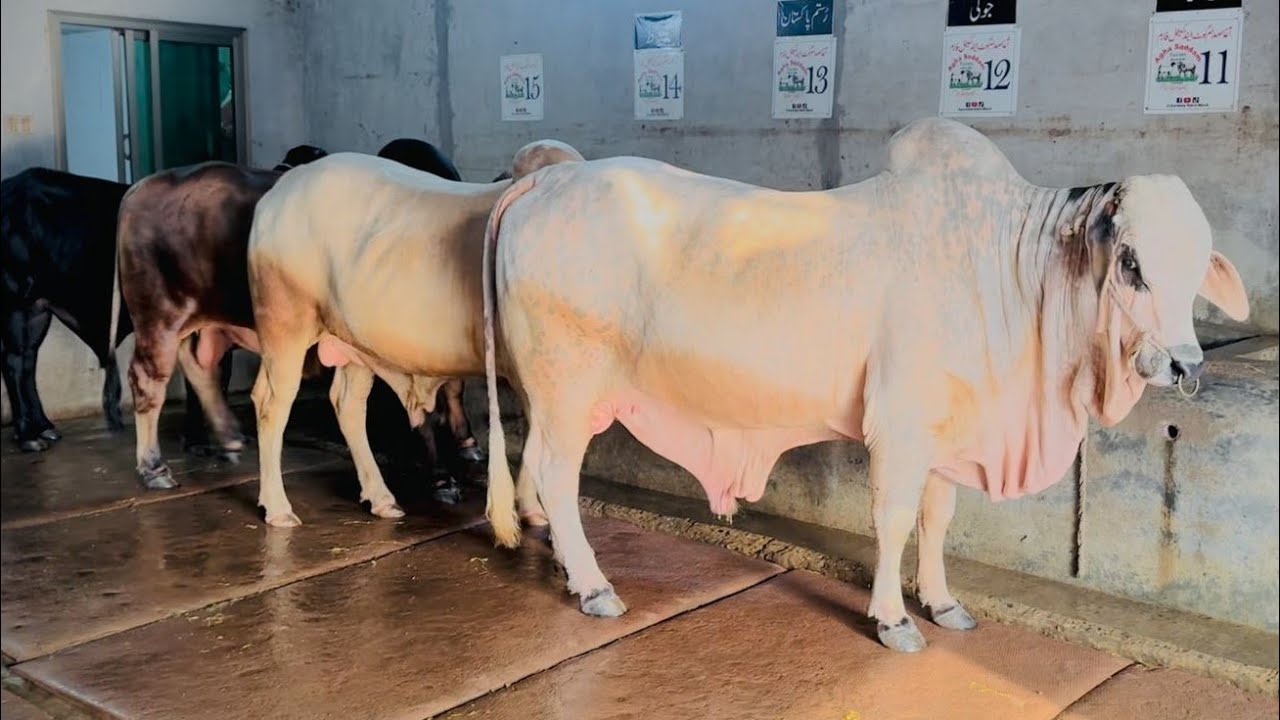New Collection Agha Saddam Cattle Form 2026 |Gujranwala Bakra Mandi نئے سال کی نئی انٹریس