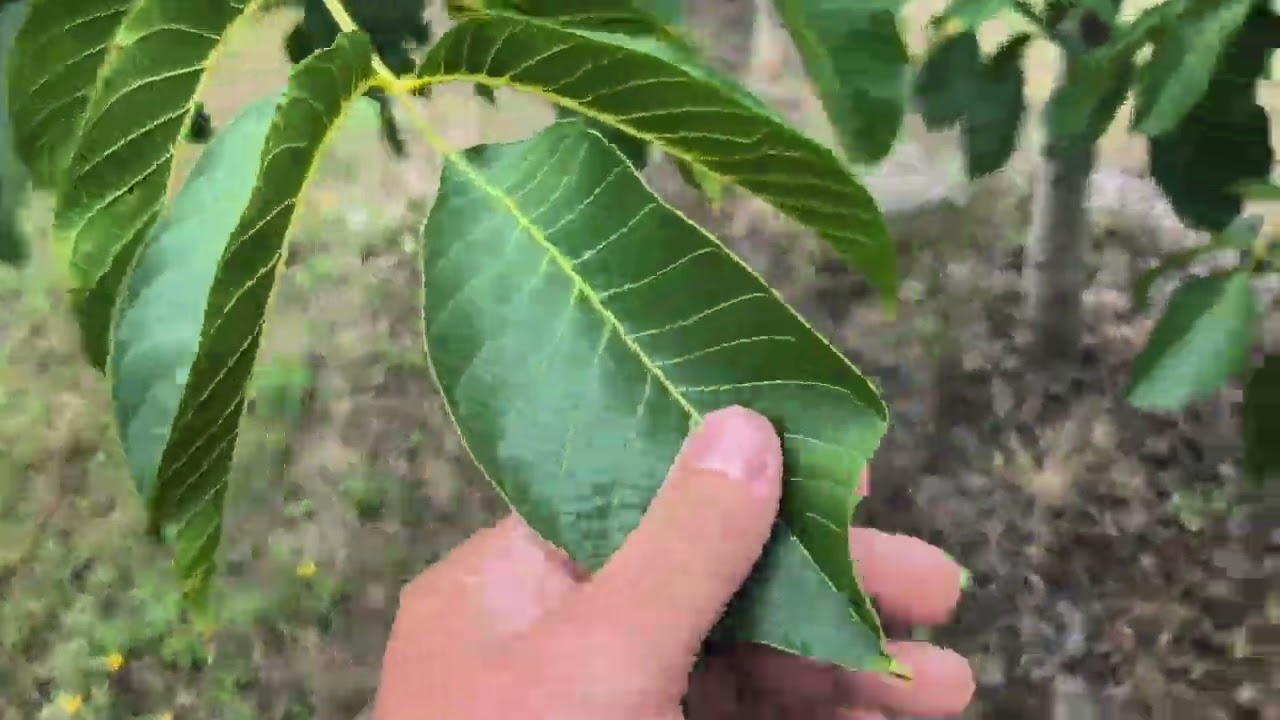 Bacterioza la nuc: ce riști dacă nu respecți fidel programul de protecție fitosanitară. Iul. 2025.