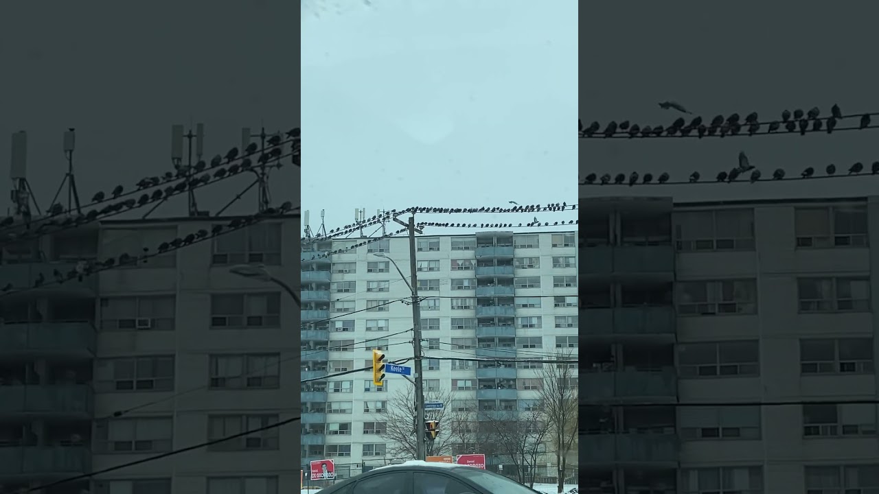 Birds gathered on the power line, discussing who will win the Premier election.🕊