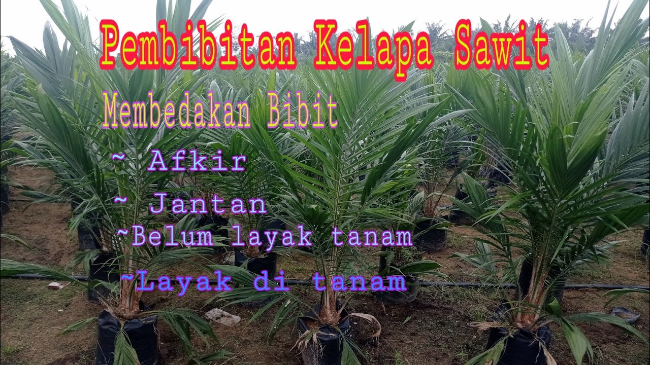 Pembibitan Kelapa sawit cara seleksi dan membedakan bibit jantan dan afkir