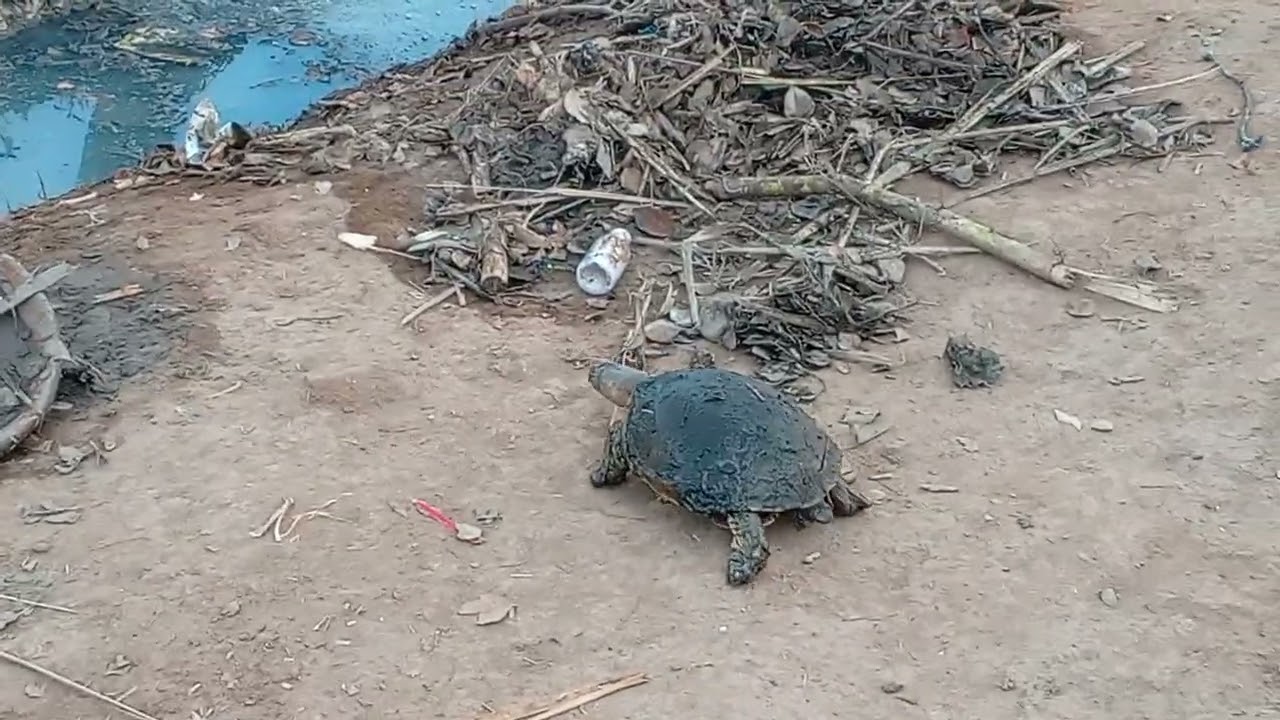 Pakra Hua Turtle Zameen Par | Real Turtle Video 72 #turtle #cuteanimal #animals #viralvideo 