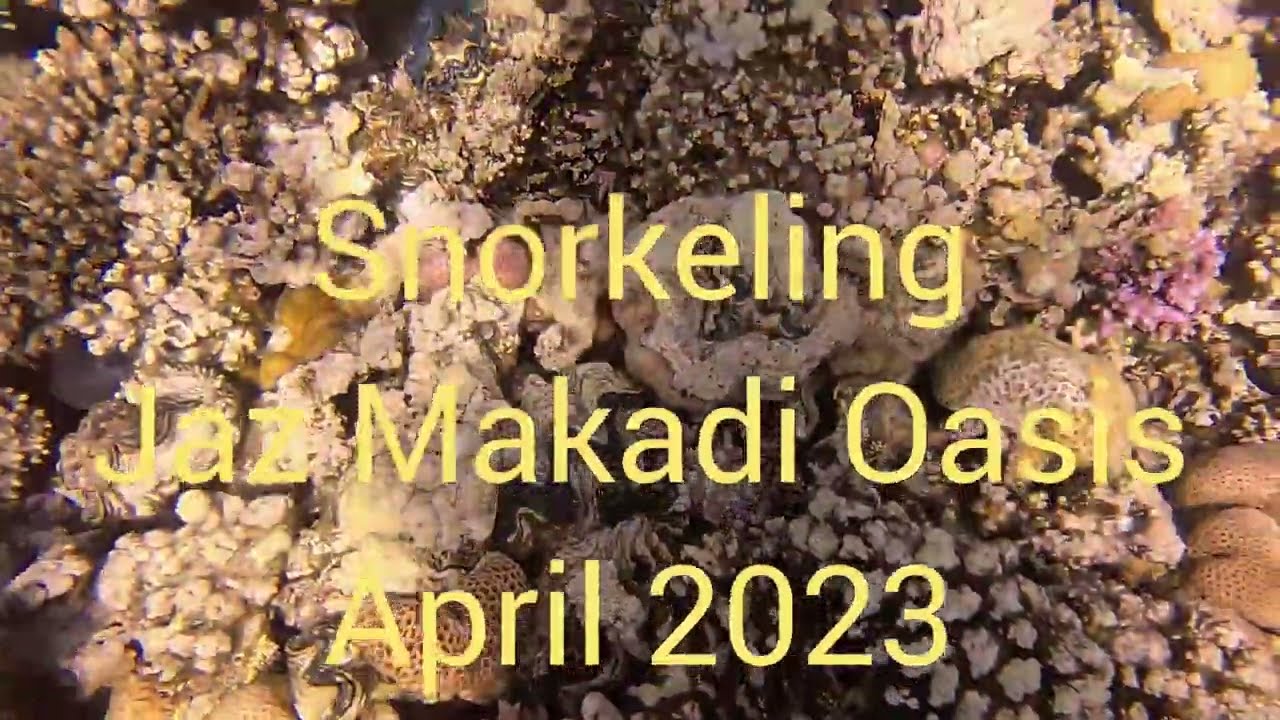 Jaz Makadi Oasis, Makadi Bay, Snorkeling  (1) 4K