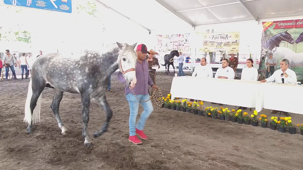 Presentación de las yeguadas nacionales en el Teatro del Caballo de la Feria de Colima 