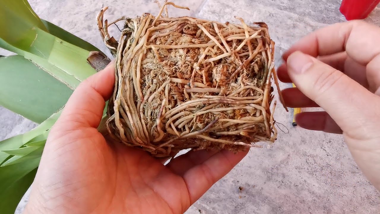 兰花220.文心兰花后换盆Oncidium Repotting03/09/2021