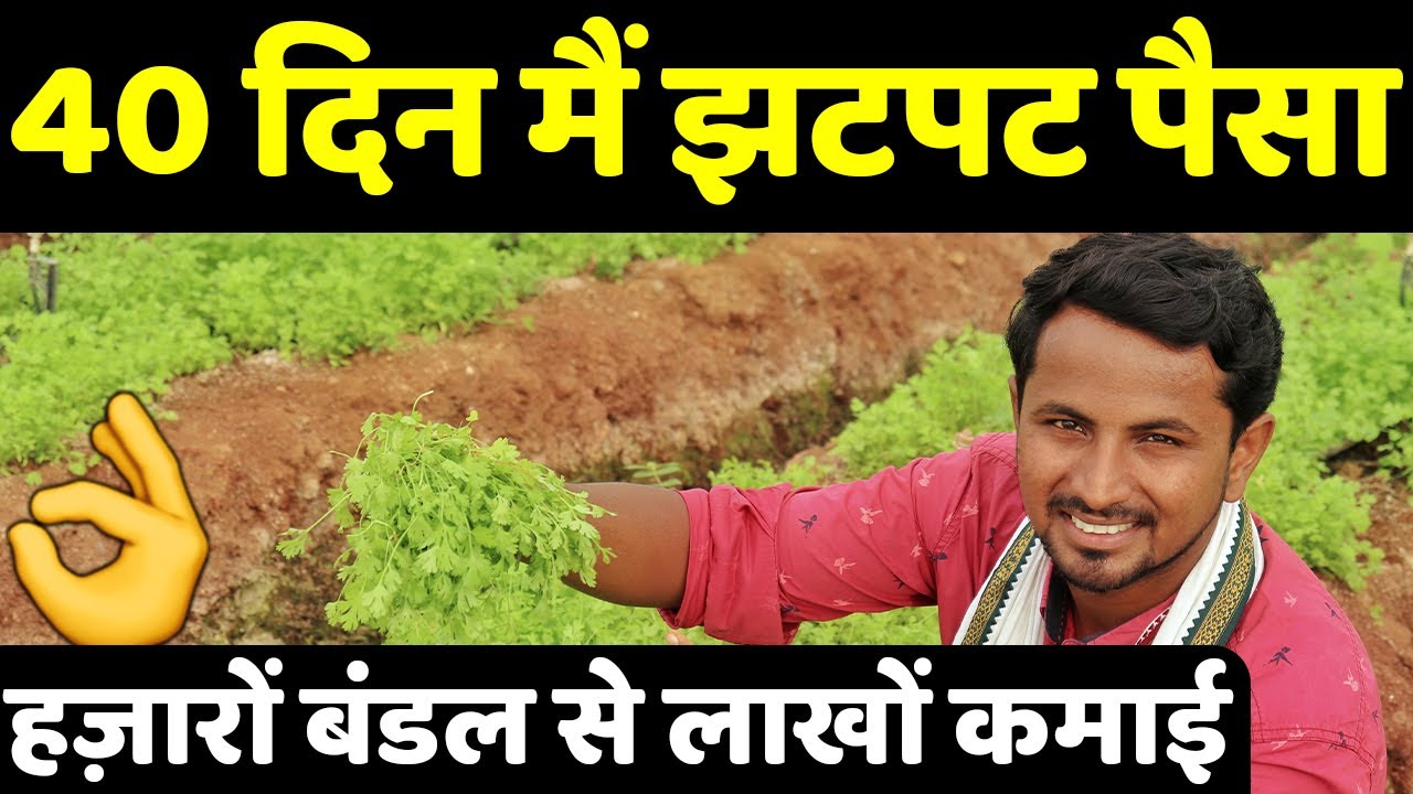 सालभर तगड़ा पैसा देगी मालामाल धनिया खेती | Commercial Coriander Farming Profit 40 Days | कोथिंबीर