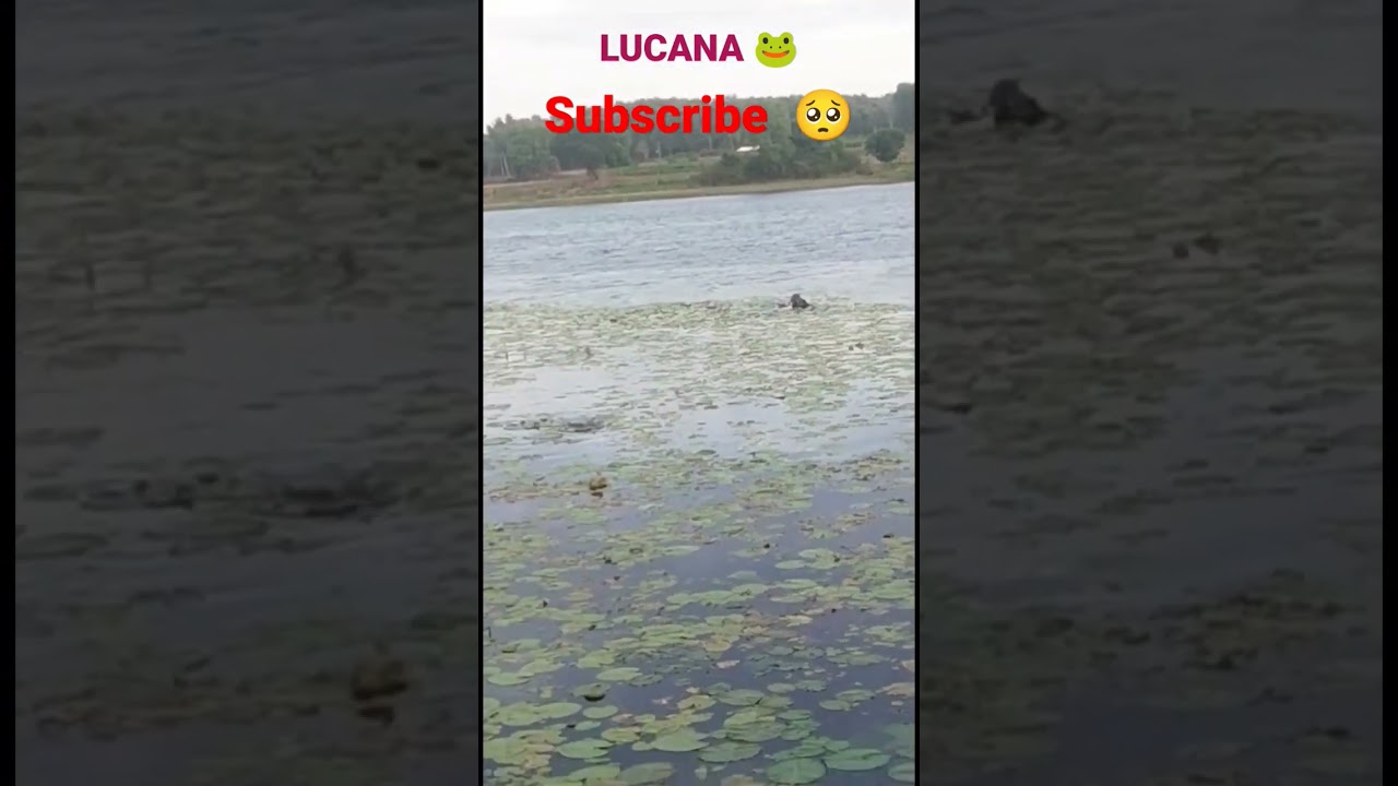#LUCANA
