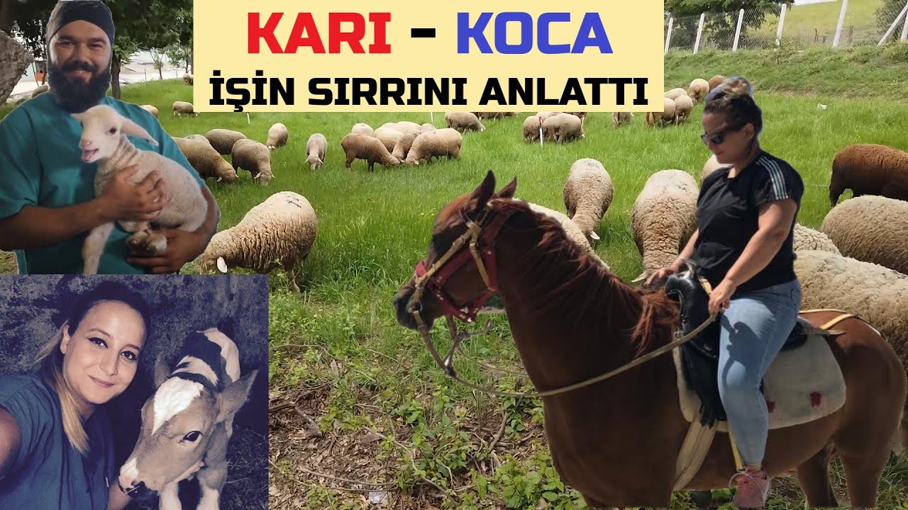 İZLEMEDEN HAYVANCILIĞA GİRMEYİN | HAYVANCILIK BATANLAR NEDEN BATIYOR
