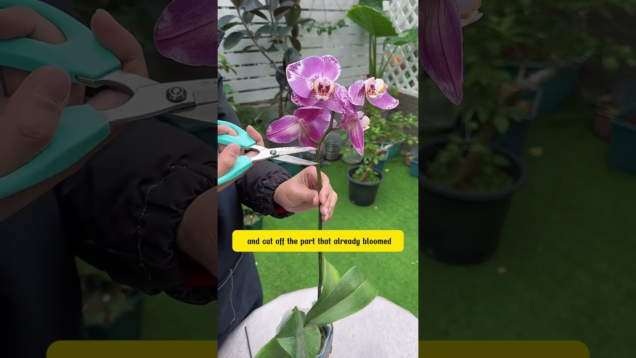 Many people often cut off orchid flower spikes after the blooms fall  #garden  #gardening