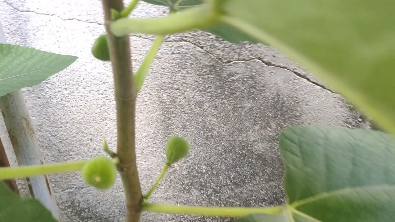 pokok Tin Iraqi berbuah banyak cuma kecil.