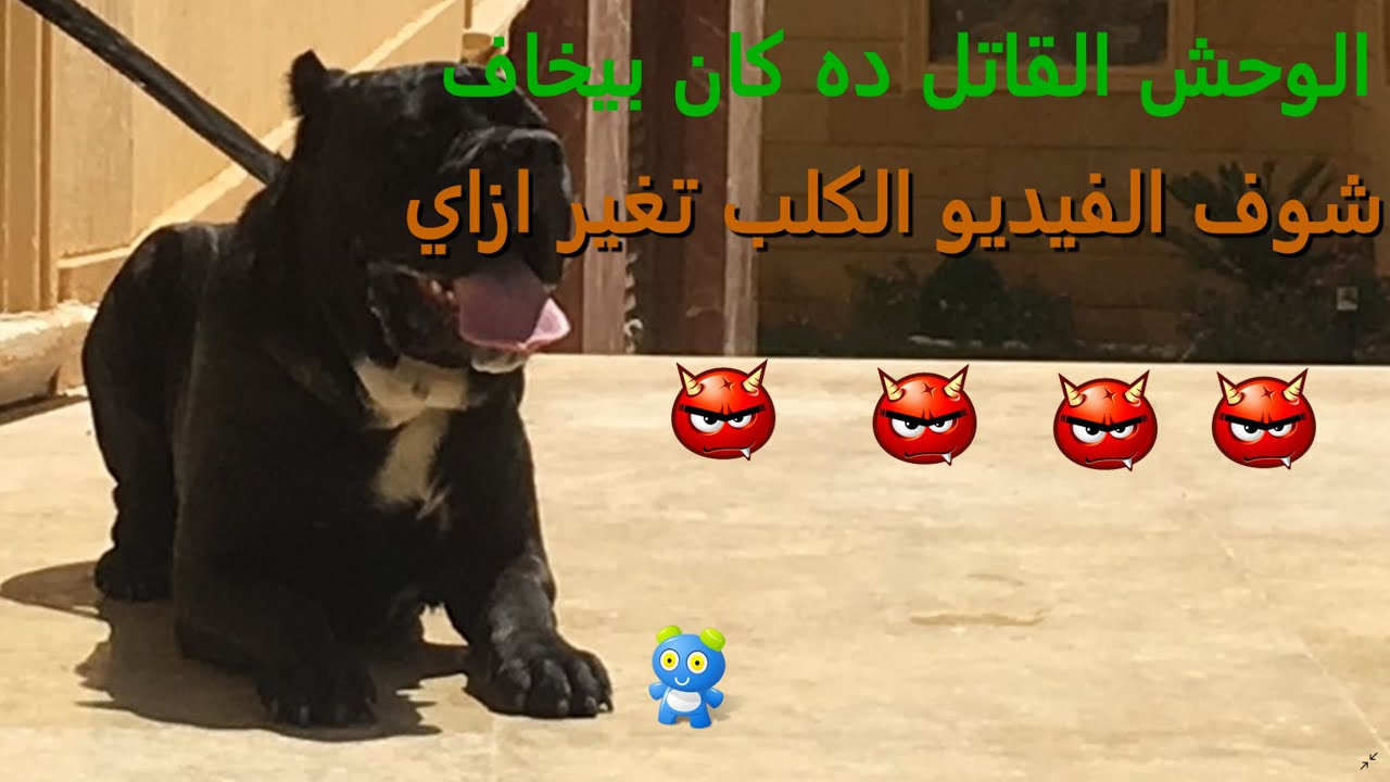 كين كورسو انا باخاف قوي الحقوني علاج خوف الكلاب بطريقه احترافيه