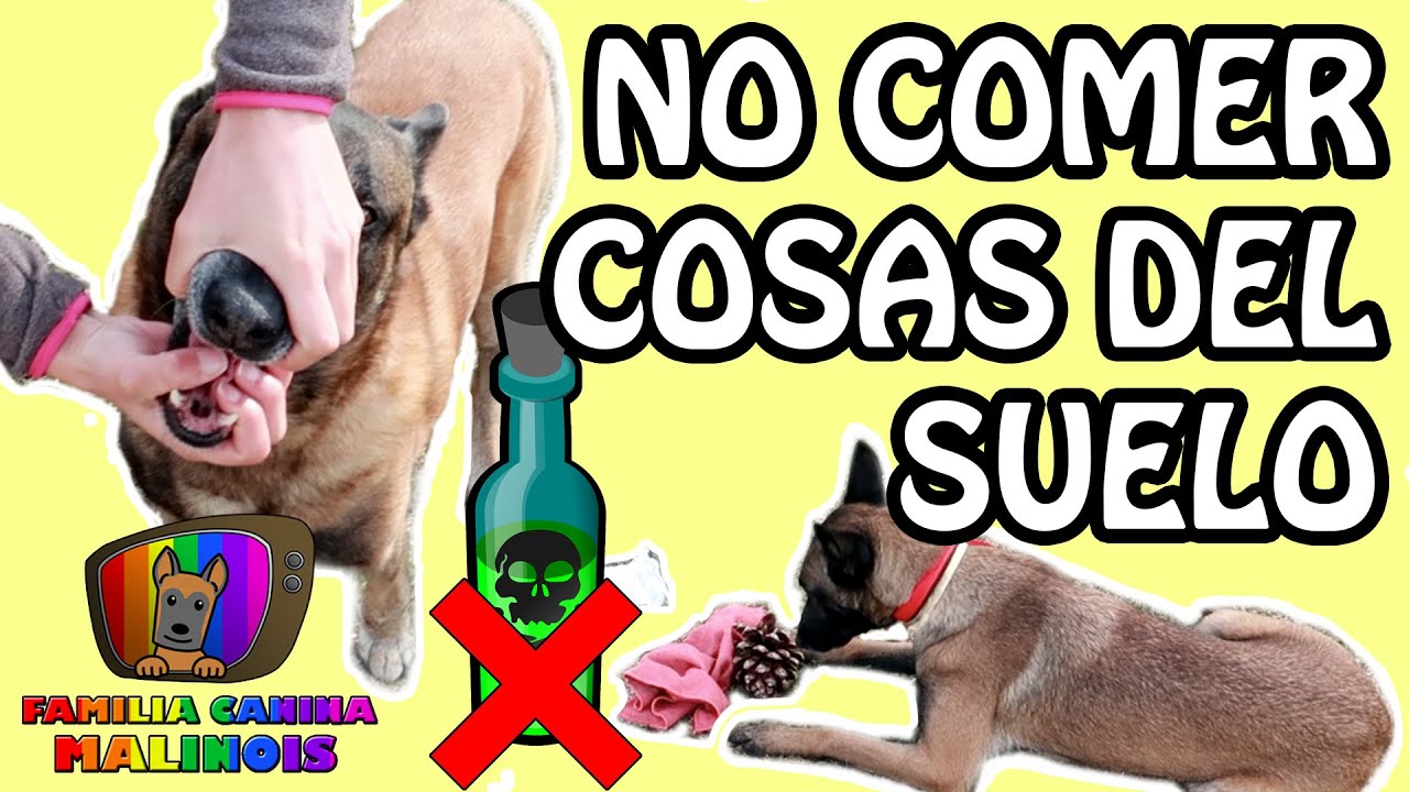 Cómo ENTRENAR a un PERRO a NO COMER nada del SUELO | Adiestramiento Canino