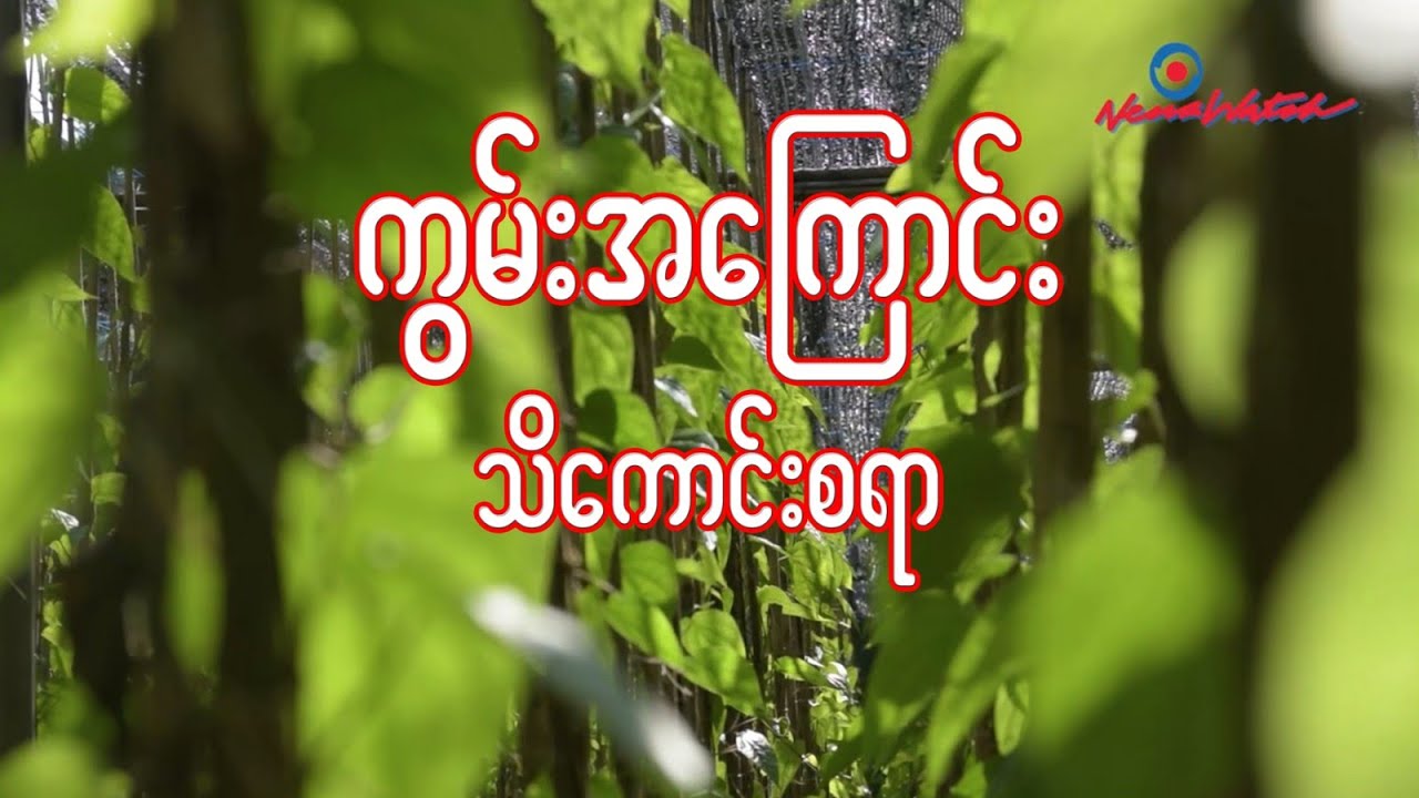 ကွမ်းအကြောင်း သိကောင်းစရာ
