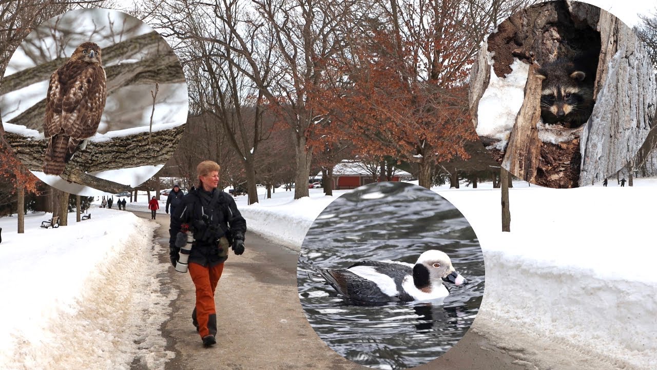 Unbelievable Wildlife Sightings in Springbank Park - An Urban Park in London, Ontario!