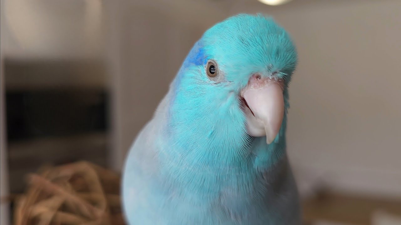 Parrotlet Talking ✨️ Parrot Talking Sounds - Parrotlet Speaking Singing Chirping ฟอพัส