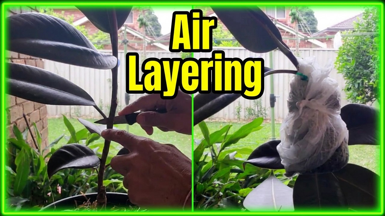 How To Air Layer Rubber Plant For Propagation
