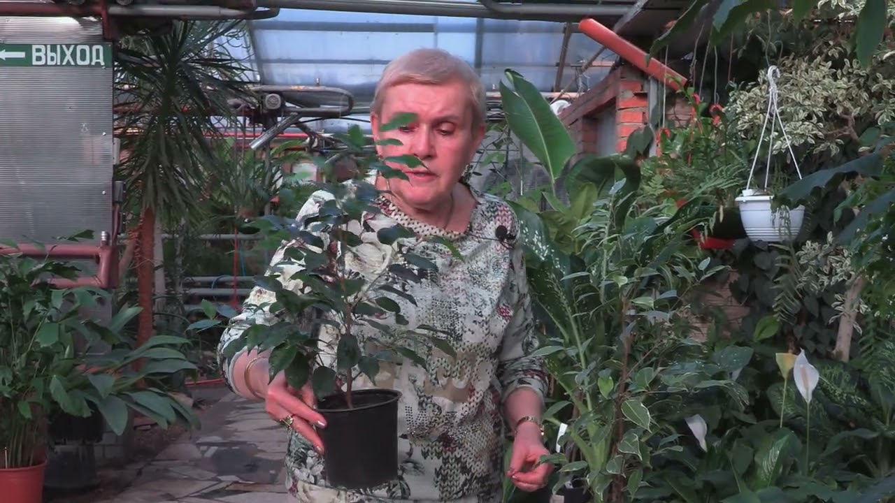 Фикус бенджамина.