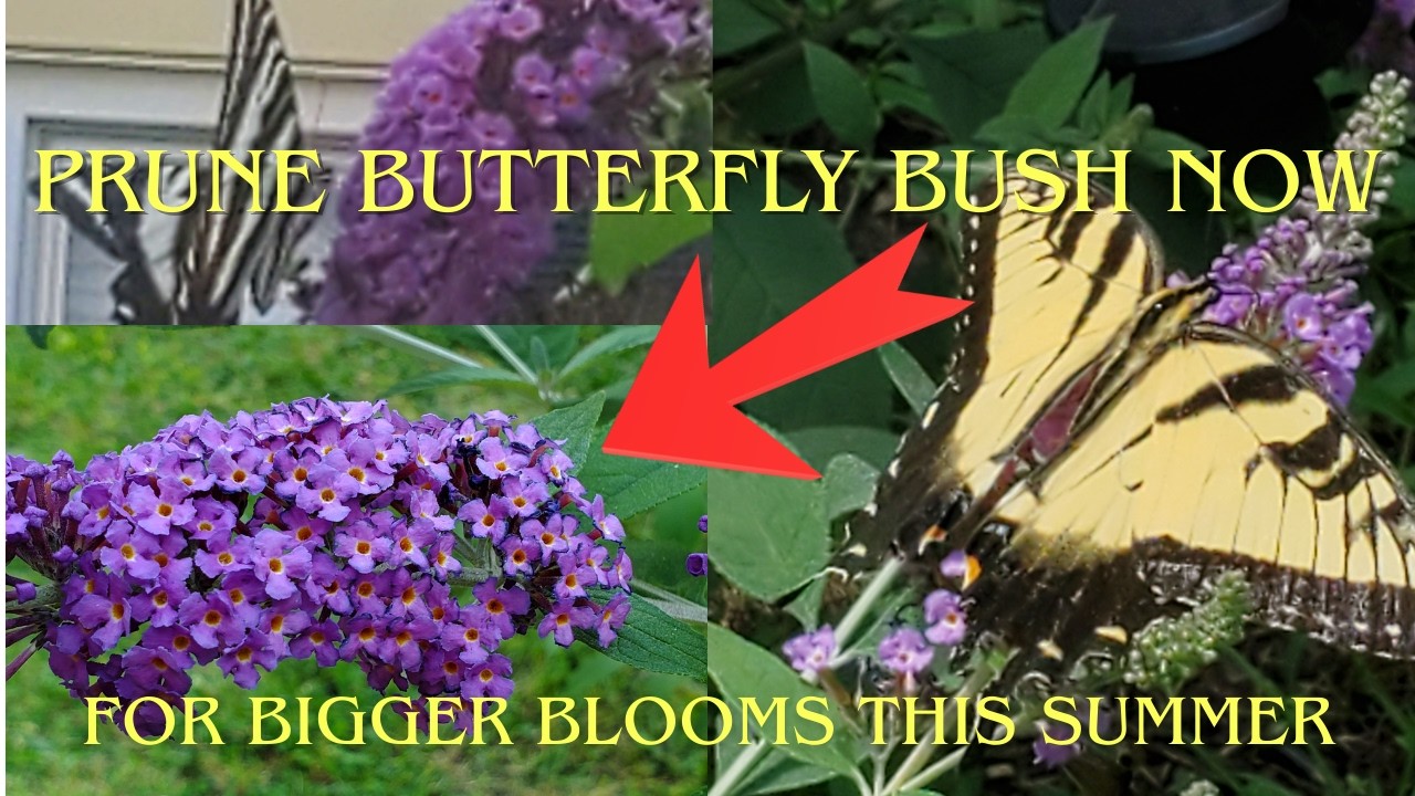 Prune Butterfly Bush Now (March) for Bigger Blooms