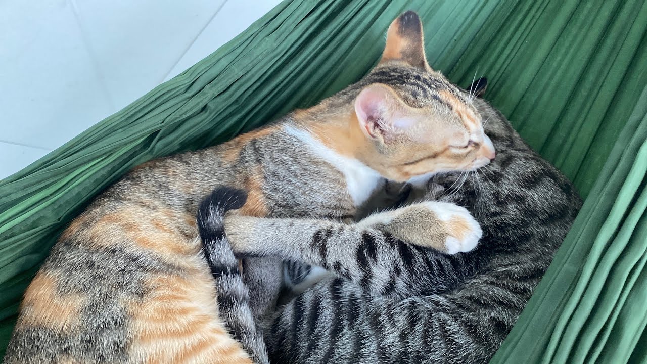 Two playful cats frolicking in the sunshine look so happy 😍#cat #animals #cute #funnycats 