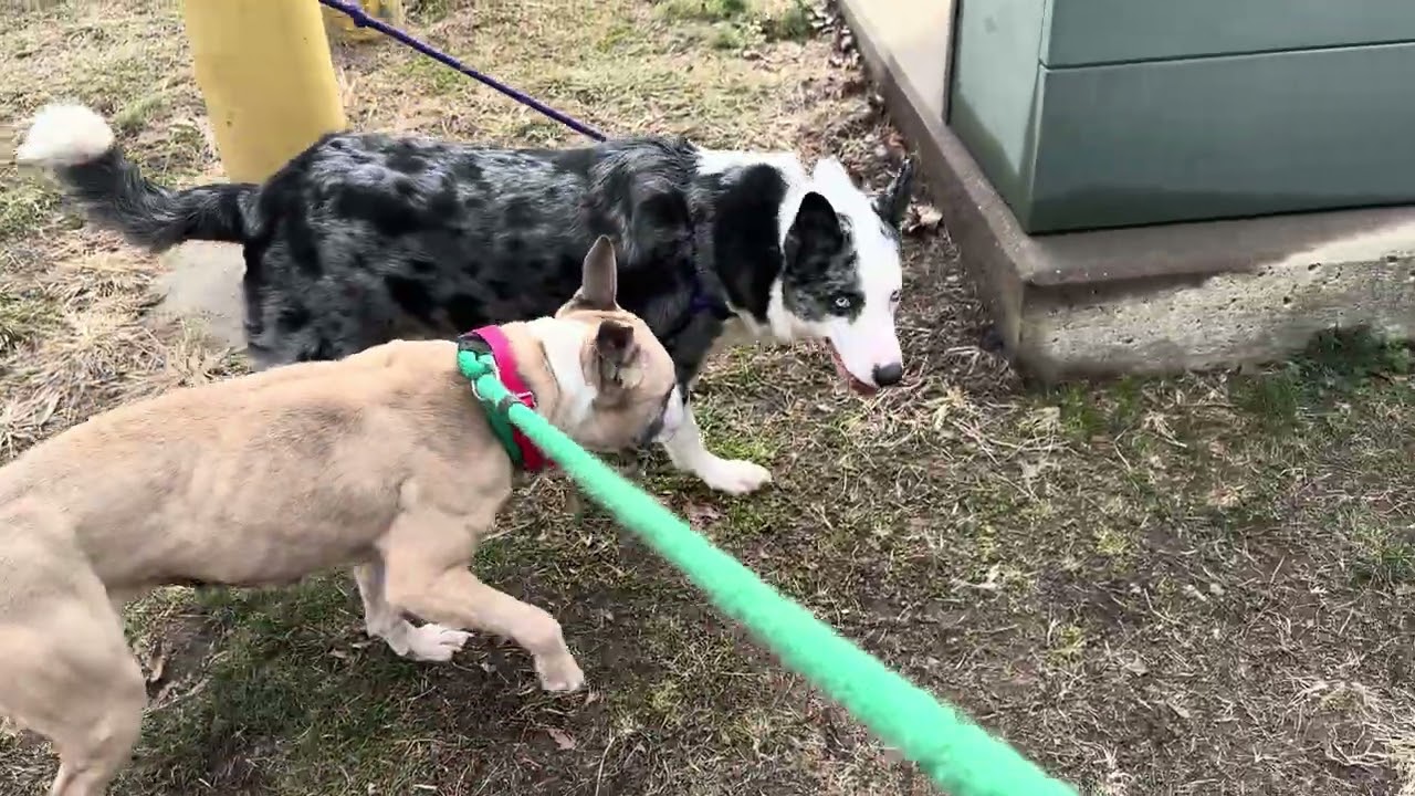 Peaches and Bruce leashed meet 