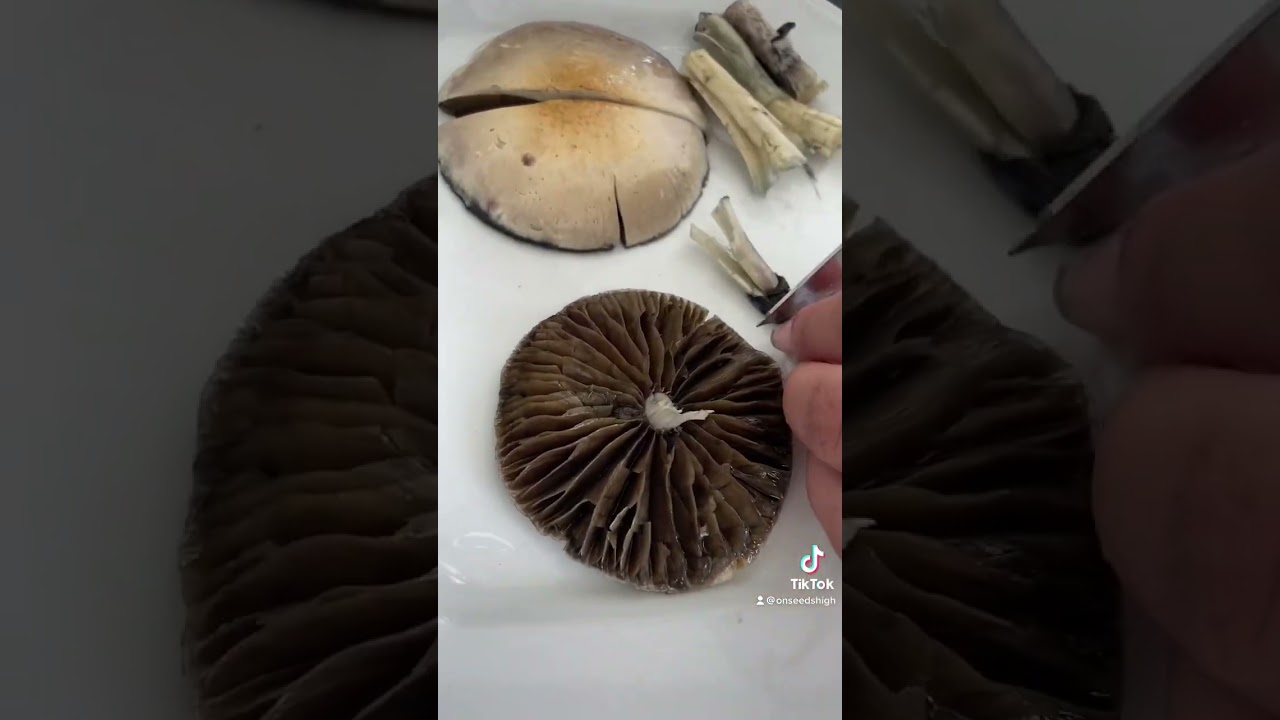 Receita: Ch&aacute; m&aacute;gico 🍵🍄✨