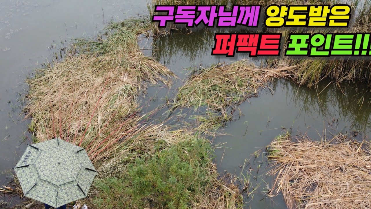 구독자님께 양도받은 퍼팩트 포인트!!! 부들병풍 붕어낚시