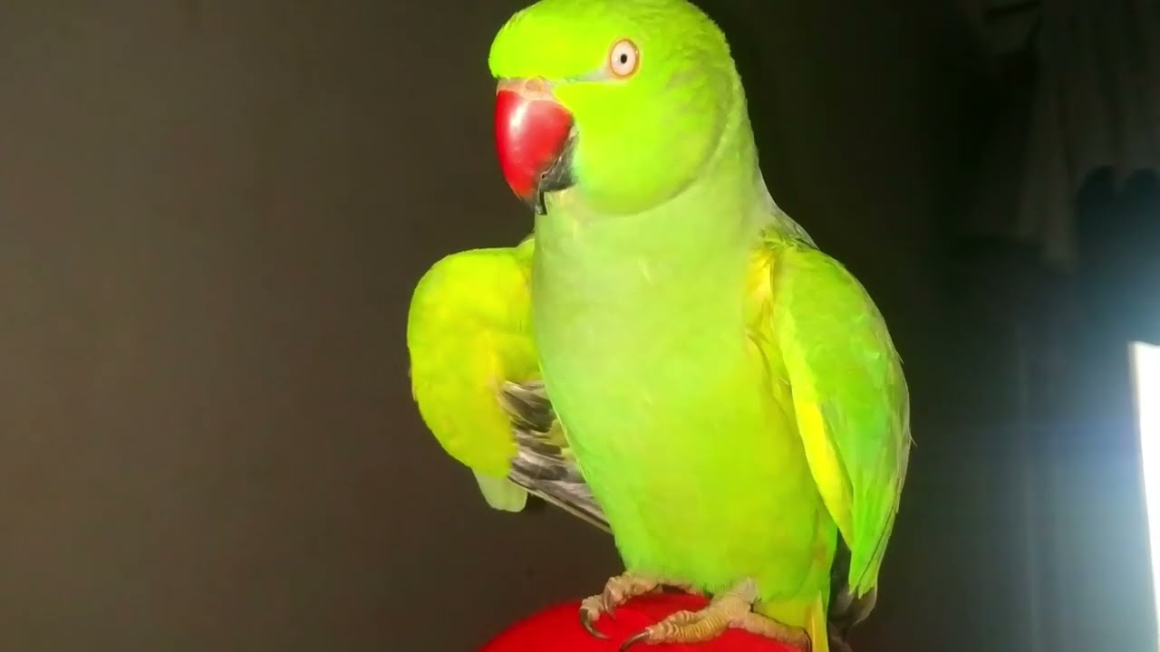 Talking parrot mummy I love you ❤️pablo family 2//speaking parrot#birds#talking#pets