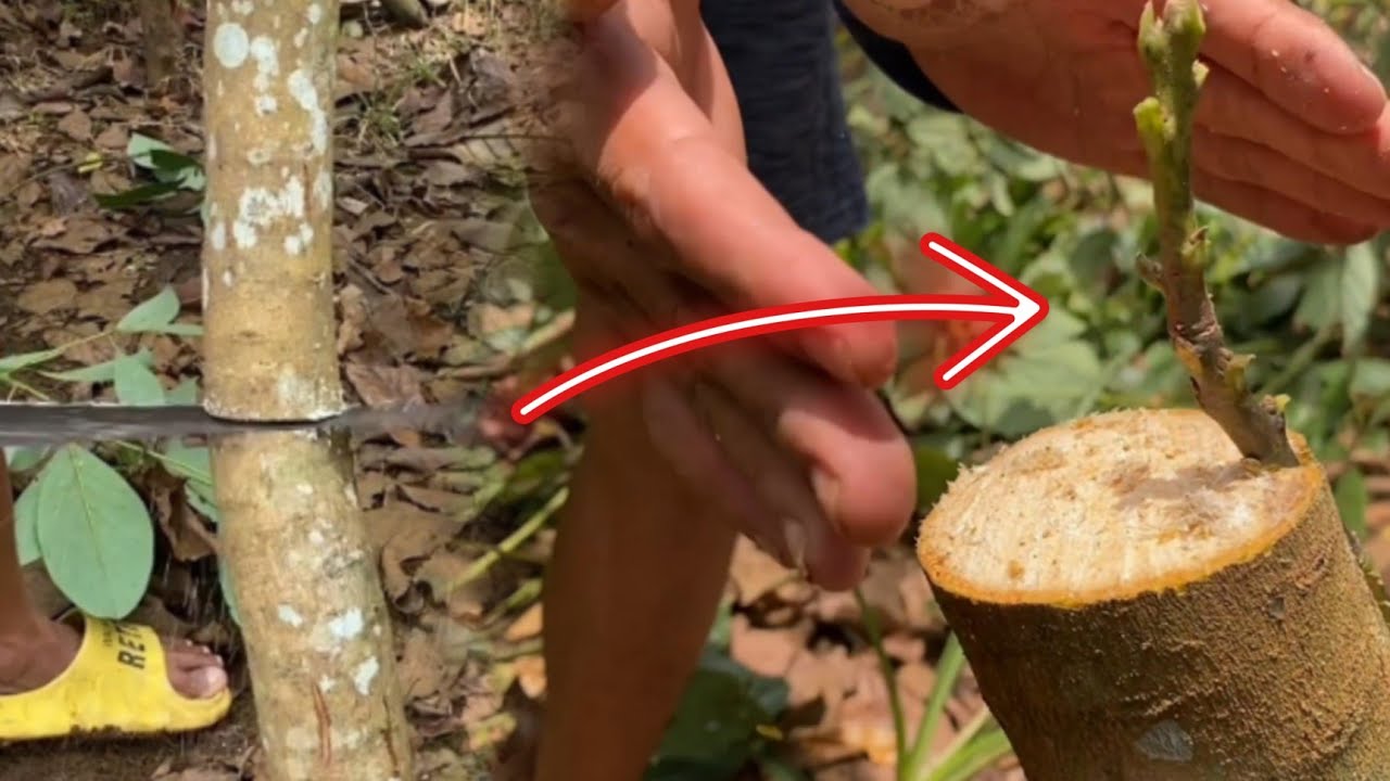 Putulin at Dugtungan para mas Gagandanda ang ating mga pananim na prutas