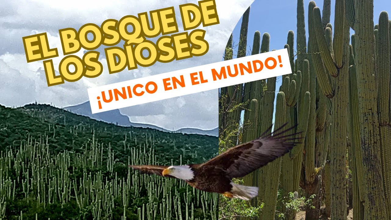 ​EL BOSQUE MÁS INCREÍBLE DE CACTUS GIGANTES de México | La Catedral de la Naturaleza