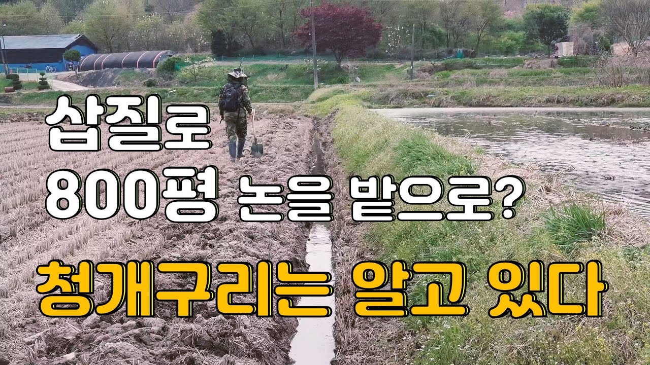 삽질로 800평 논을 밭으로 만들 수 있을까?[어리버리 농사]