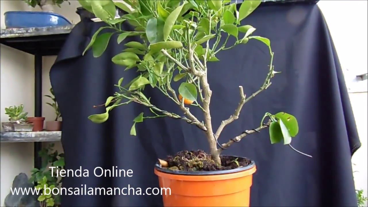 Poda de un Cítrico. Bonsai frutal.