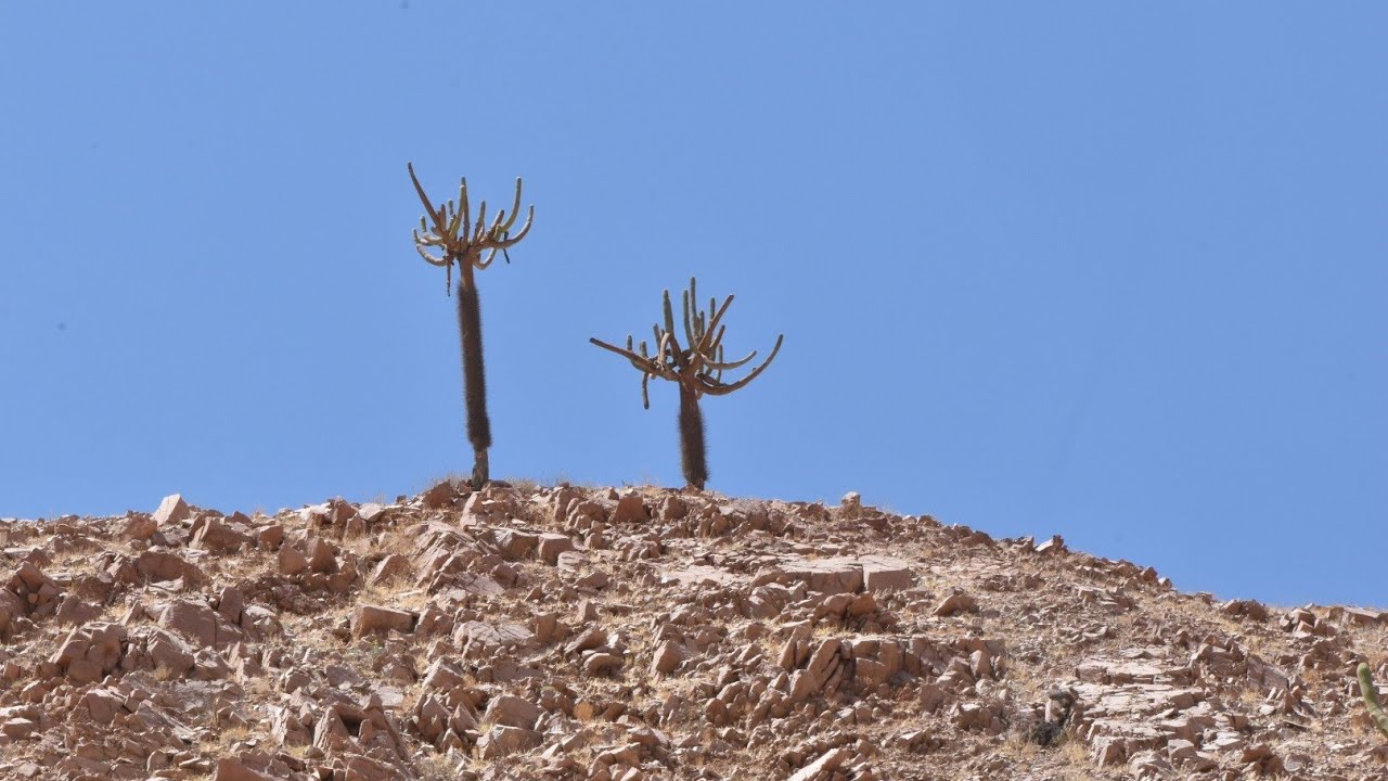 The Candelabra Cactus of the Northern Atacamana.
