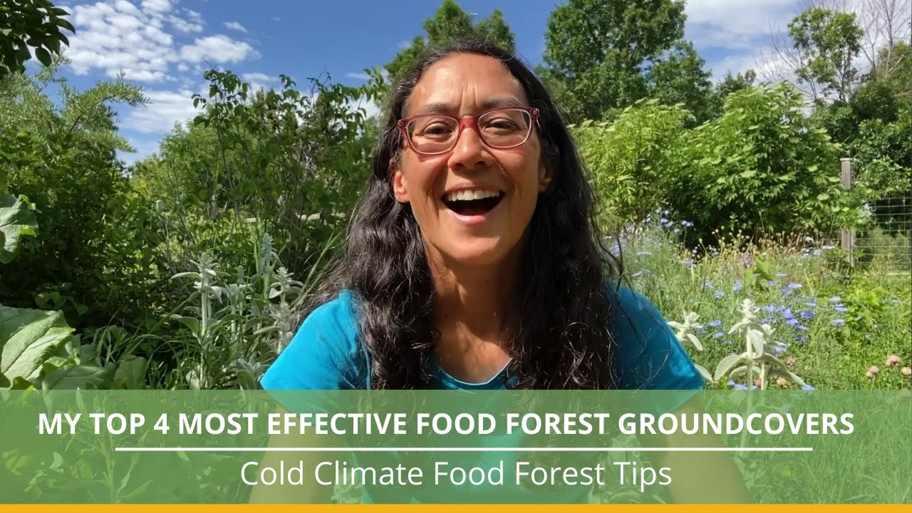 My Top 4 Most Effective Groundcovers in a Cold Climate Food Forest