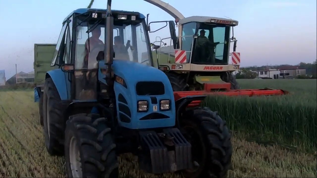Żyto na kiszonkę 2020