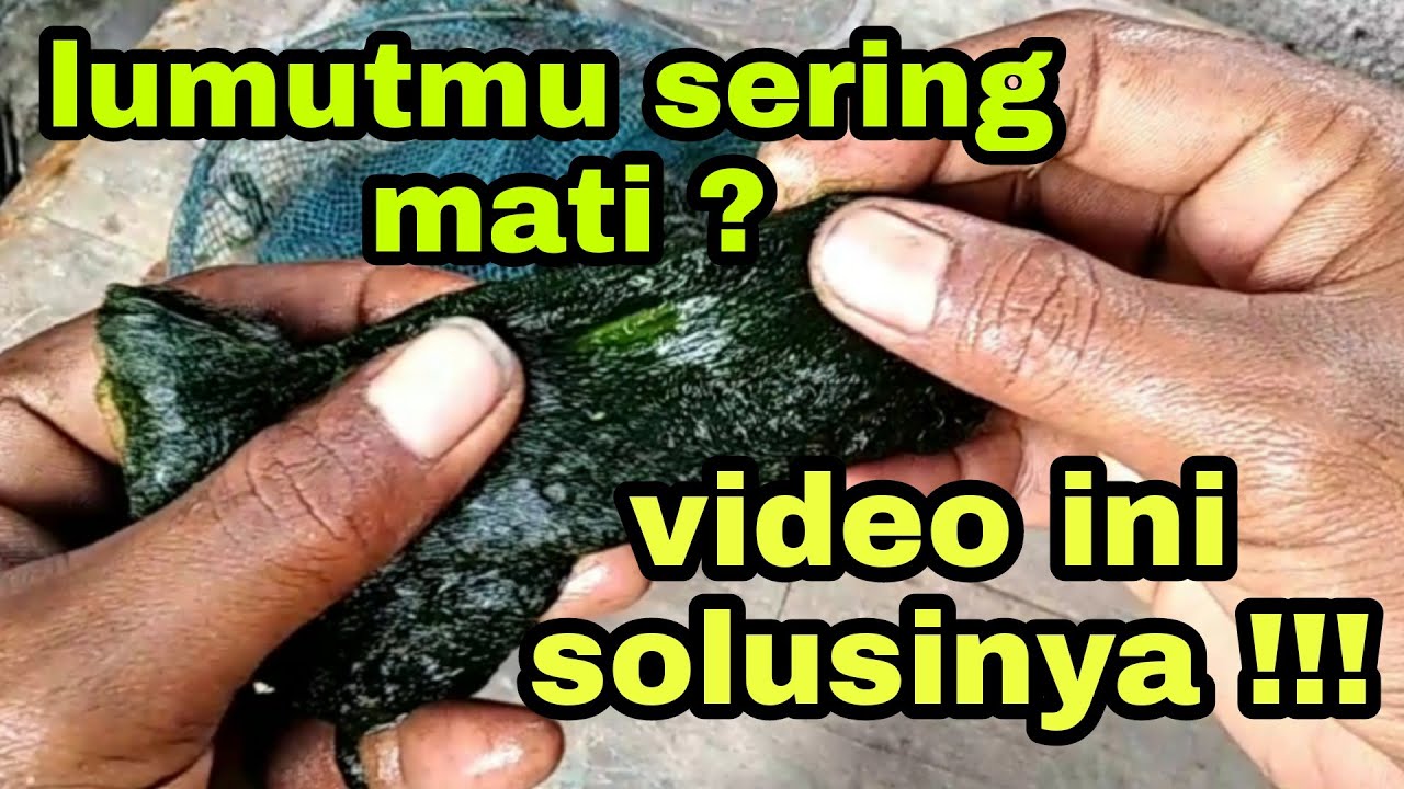 trik lumut gak gampang mati saat mancing sepat||umpan sepat lumut halus
