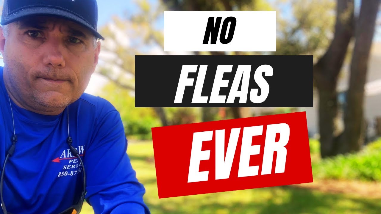 Get Rid of Fleas Fast&mdash;Try This Simple, Game-Changing Trick!