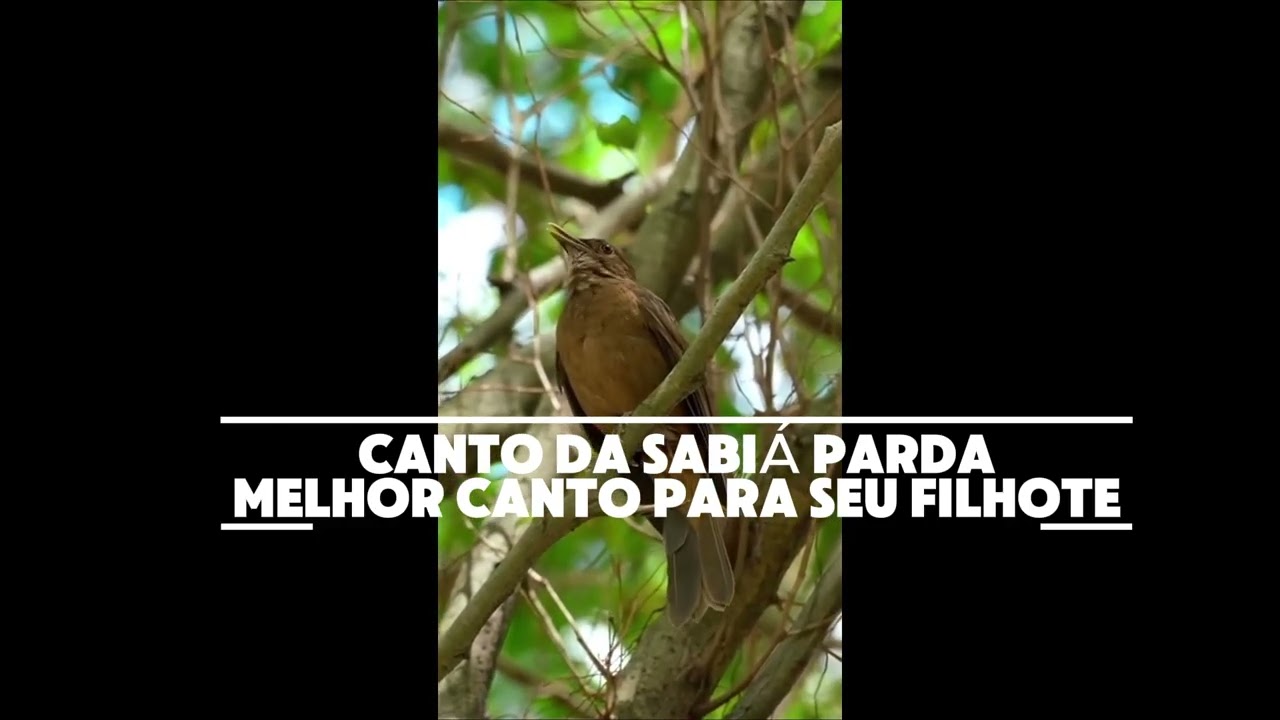 Canto da Sabiá-da-Mata - encarte para filhote