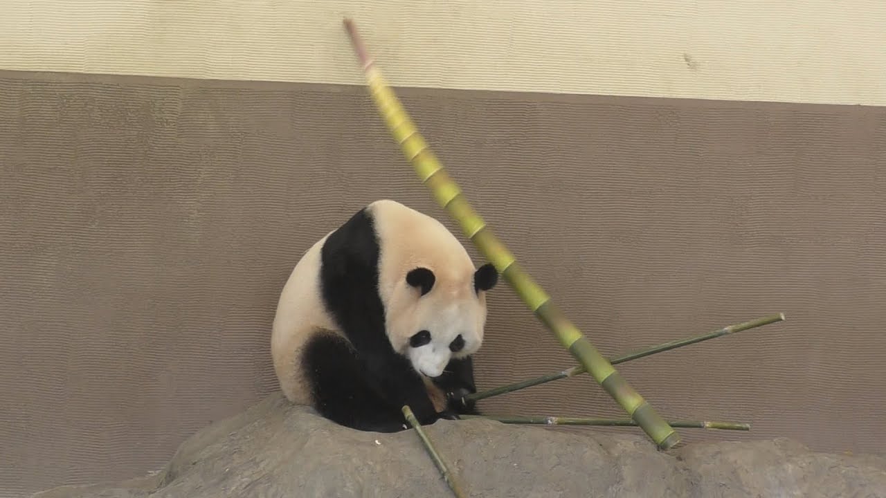 【竹立てかけたら事件が!?】🐼倒れてきたタケノコに驚く桃浜🍑【おねえちゃんパンダ】Giant Panda -Touhin-☆bamboo collapses