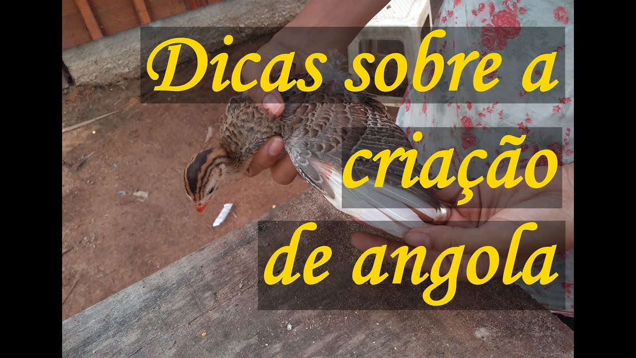 Cuidados ao criar galinha da angola