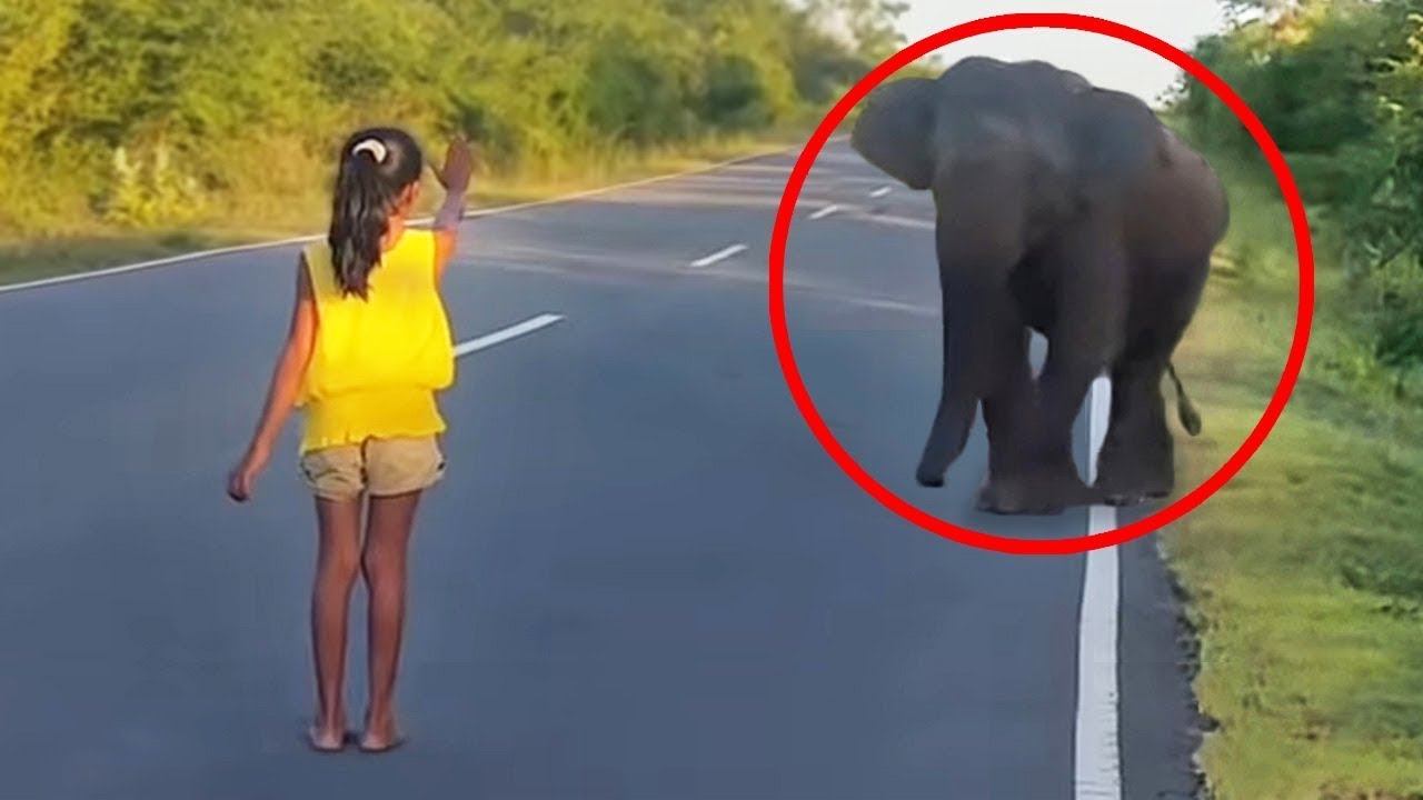 12  Schockierende Tierbegegnungen Die Du Sehen Solltest (Part2)