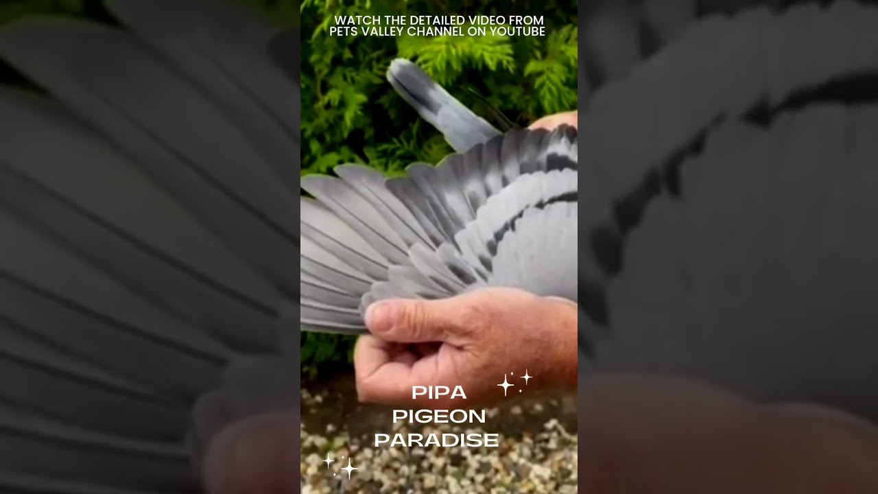Pipa Pigeon Paradise Auction Racing Pigeons