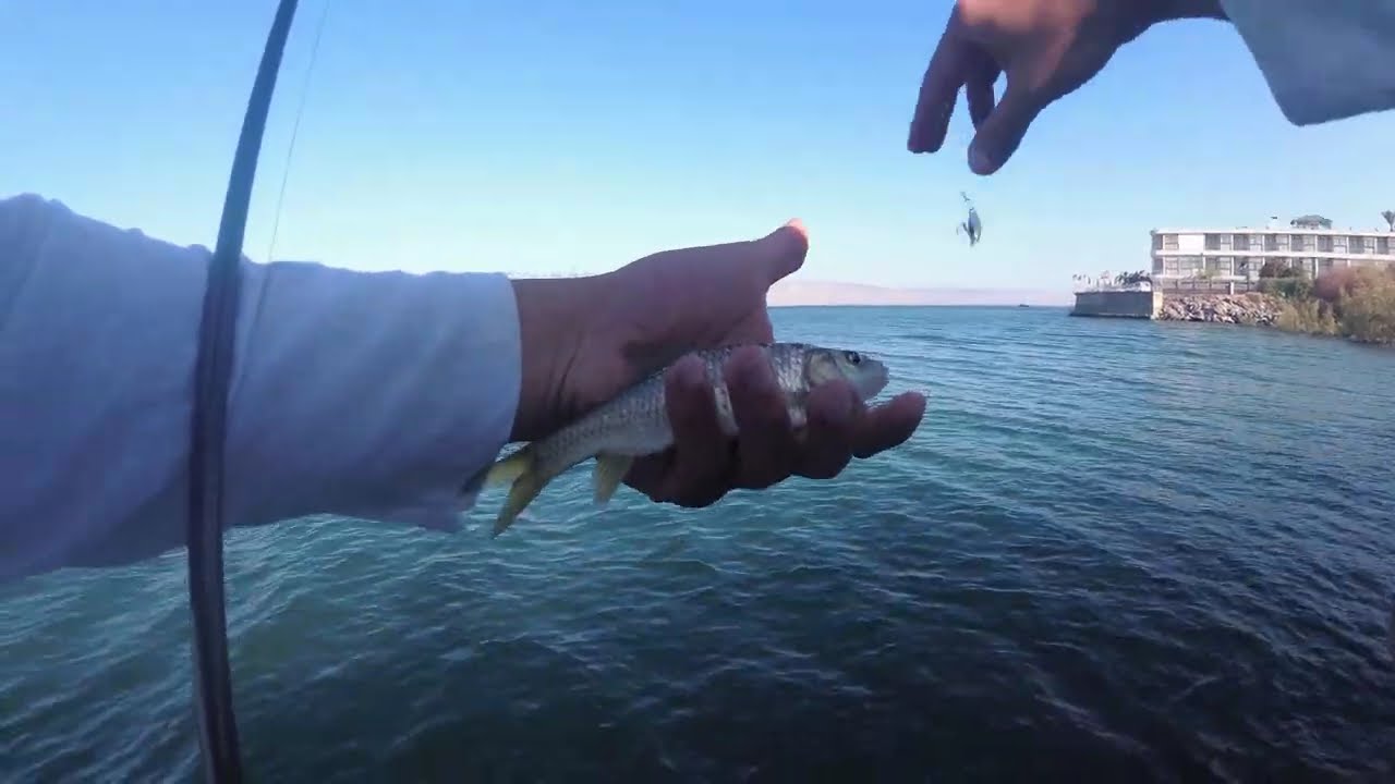דייג בכנרת 2019 מושט על דמוי שמצאתי ultralight fishing at kinneret for tilapia on big minnow