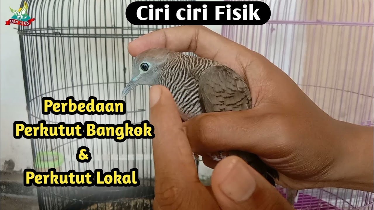 Perbedaan Perkutut Bangkok dan Lokal ~ @Ijen Bird