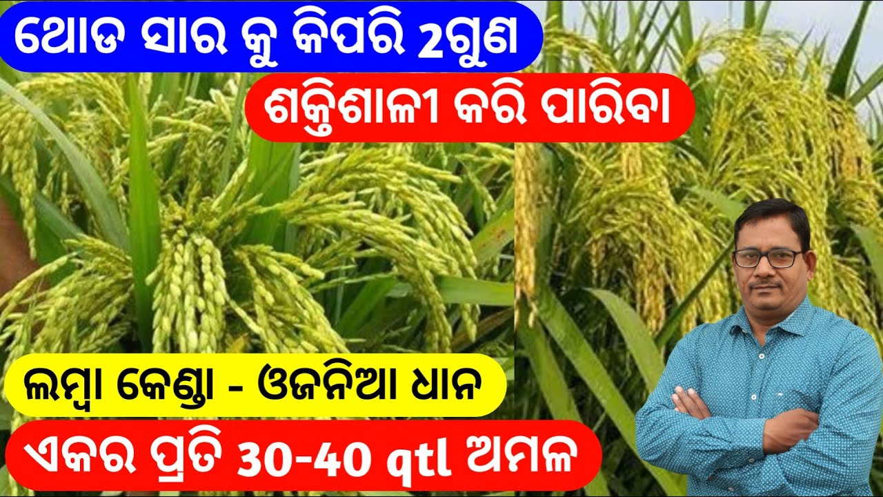 Best fertilizer  of paddy ଶକ୍ତିଶାଳୀ  ଥୋଡ ସାର ଲମ୍ବା କେଣ୍ଡା ଓଜନଦାର ଦାନ 30-40qtl ଅମଳ