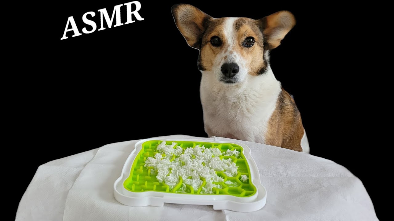 ASMR MUKBANG Dog eating frozen rice on a lickimat