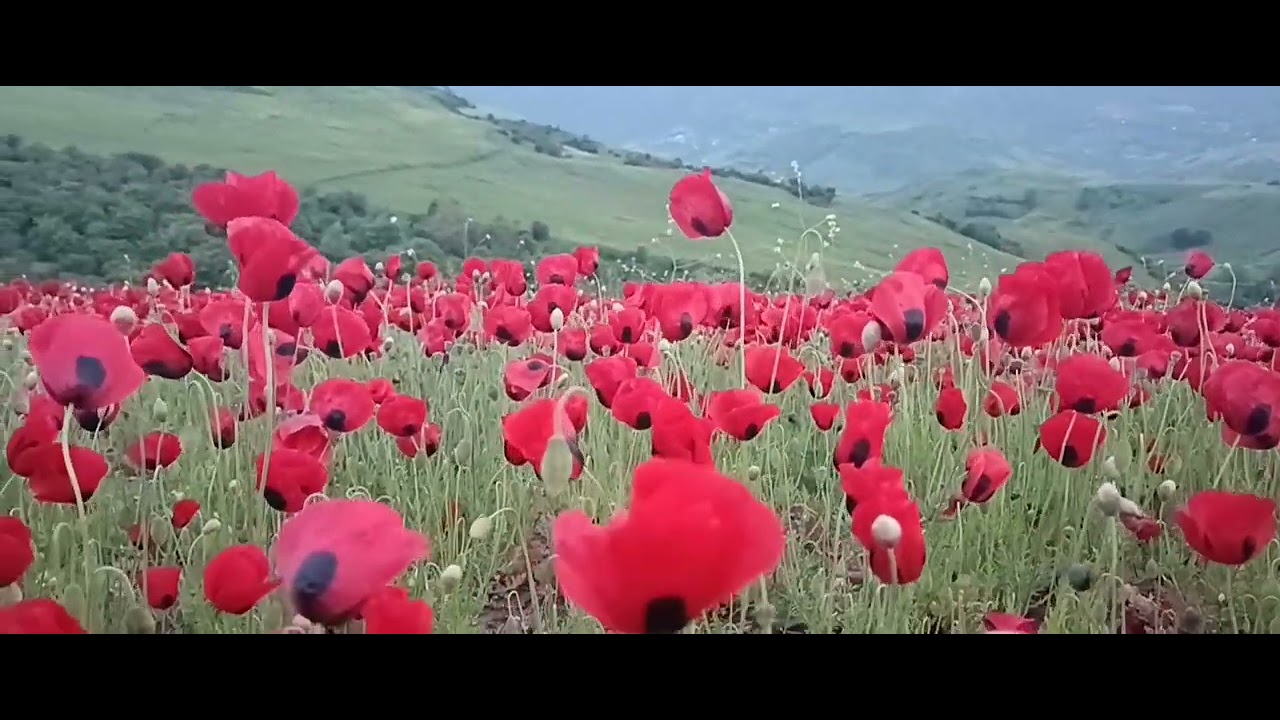 Yardımlı 26.04.2025.