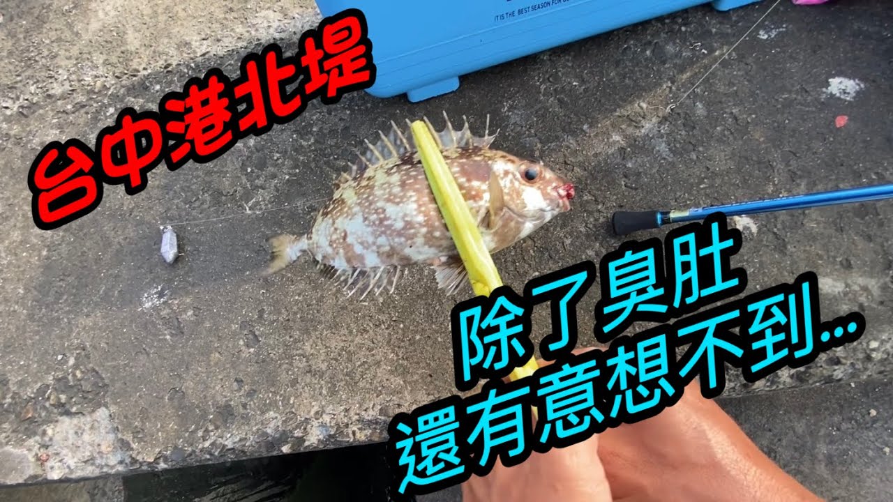 ［阿凱釣魚去］北堤意想不到的驚喜