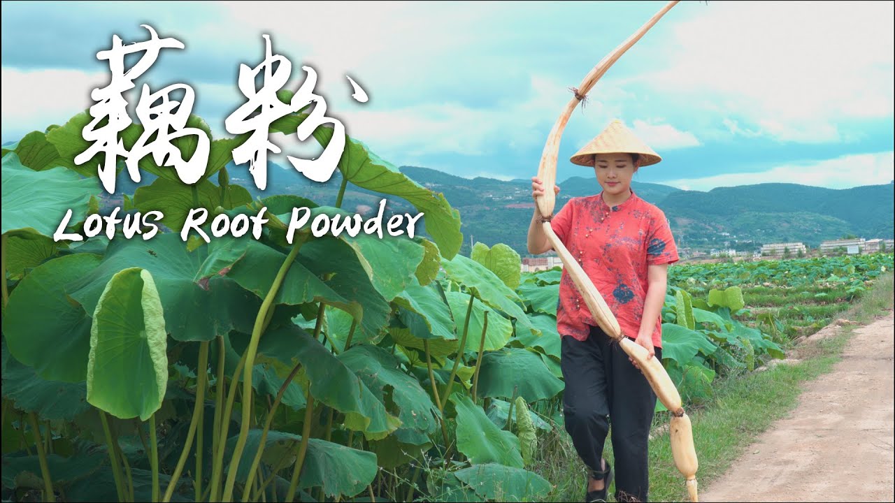 Порошок лотоса———питательные и вкусные блюда из лотоса летом【Dianxi Xiaoge】
