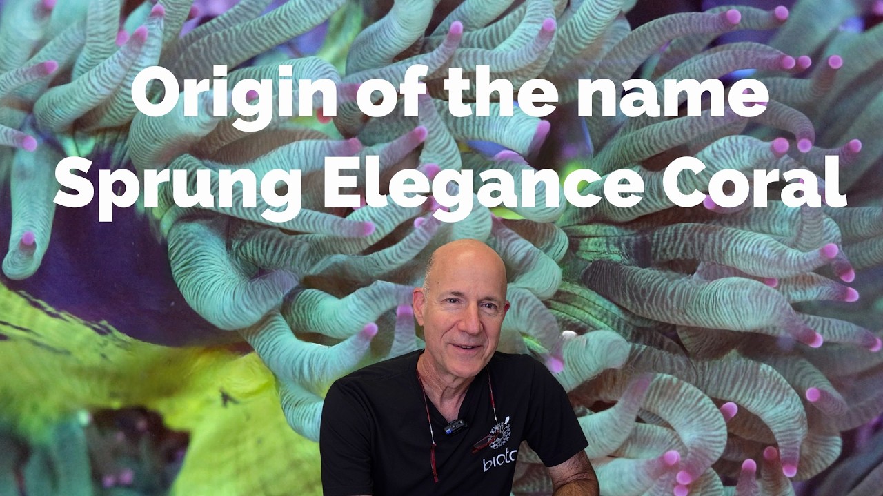 Origin of the name Sprung Elegance Coral. -Julian's perspective-