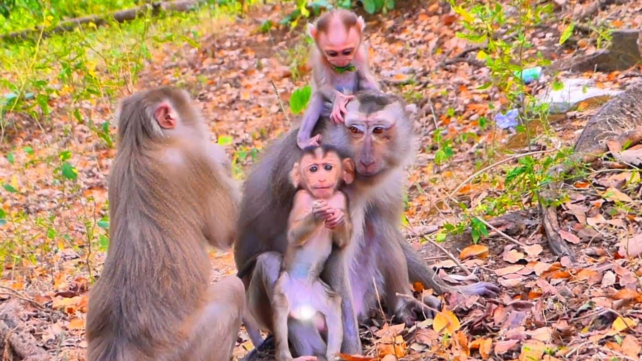 Wise Old Mama Knows Exactly How to Care for Her Precious New Baby