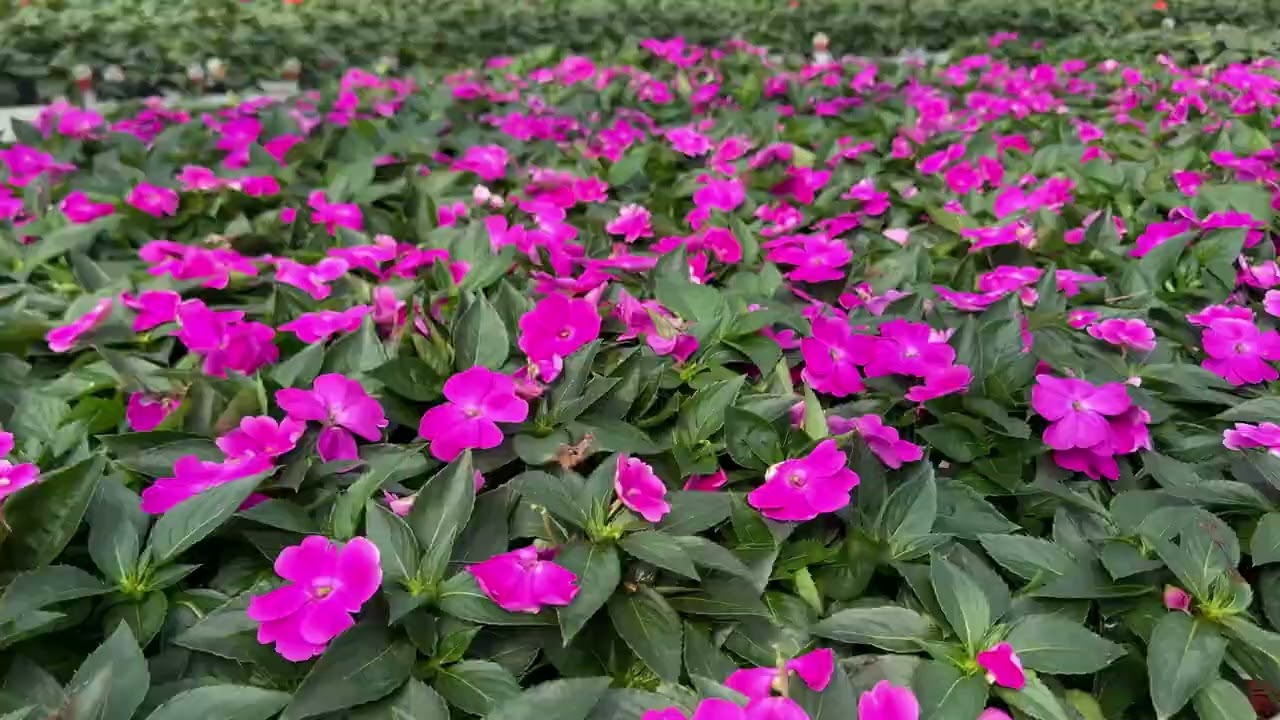Dupont Nursery Availability 3-6-26